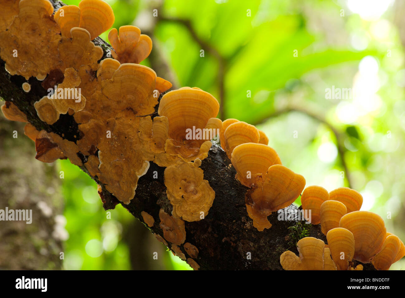 Giallo funghi che crescono su un marciume log in una foresta pluviale, Barrington Tops, Australia Foto Stock