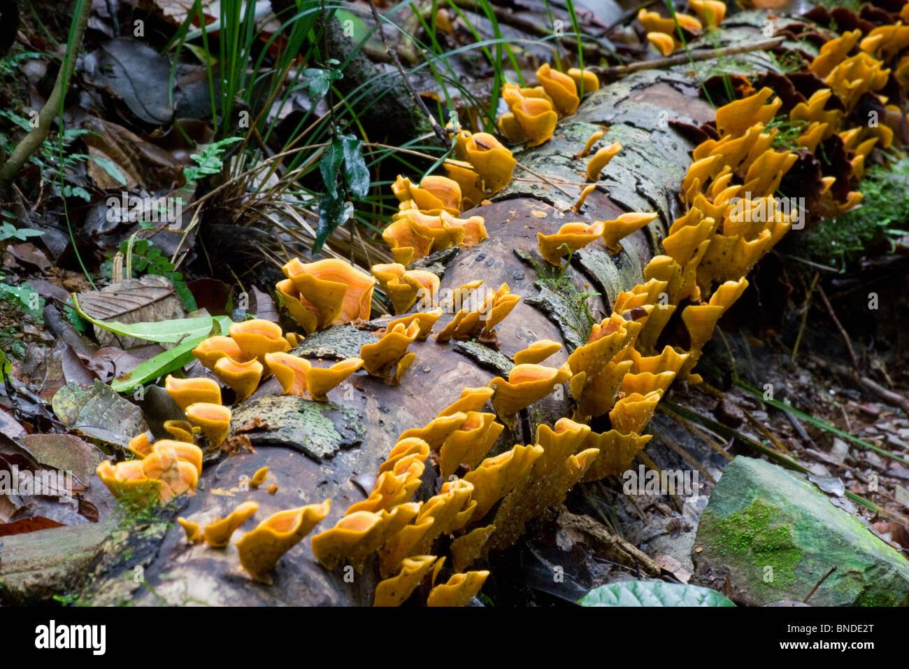 Giallo funghi che crescono su un marciume log in una foresta pluviale, Barrington Tops, Australia Foto Stock