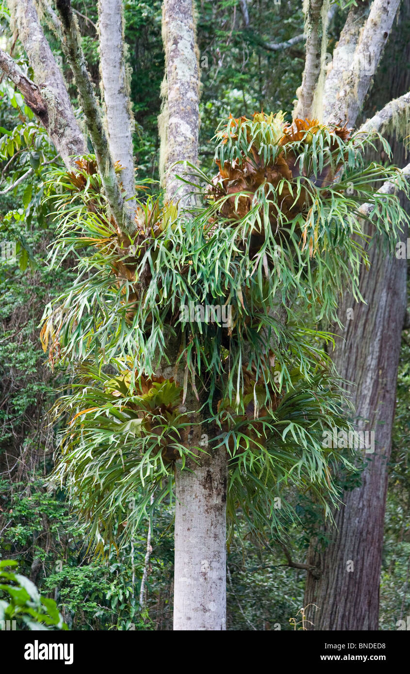 Un grande Staghorn Fern (Platycerium) che cresce su un albero, Barrington Tops, Australia Foto Stock