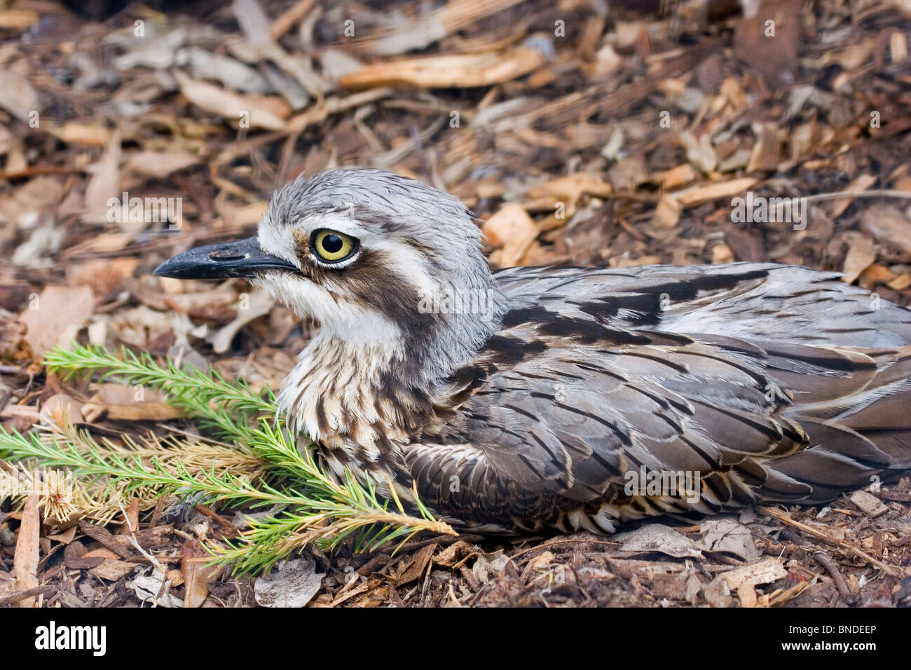 Bush in pietra (curlew Burhinus grallarius) seduto a terra, Australia Foto Stock