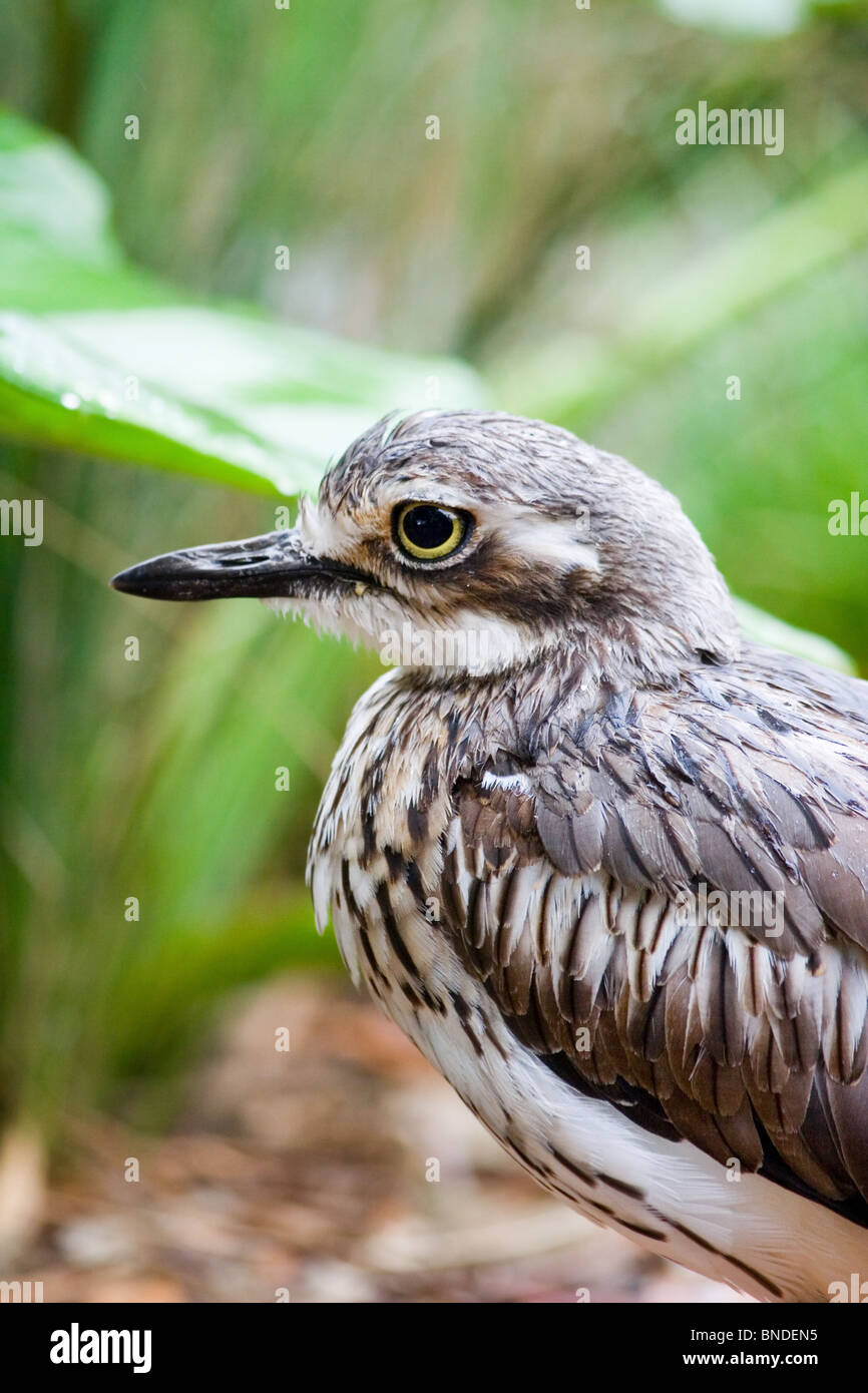 Bush in pietra (curlew Burhinus grallarius), Australia Foto Stock