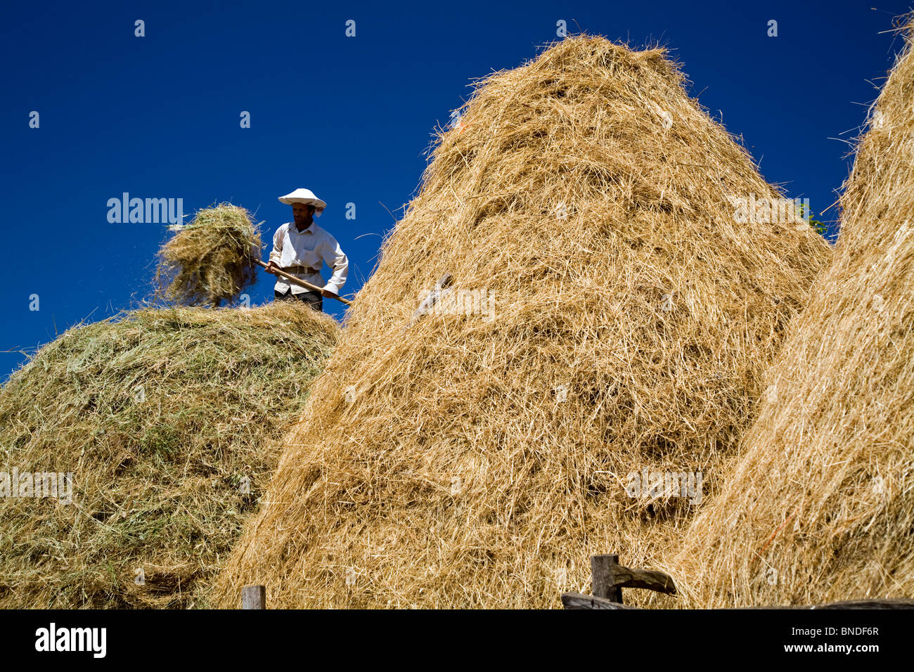 Cannucce essendo impilati nel lato del paese di Kirklareli Turchia Foto Stock