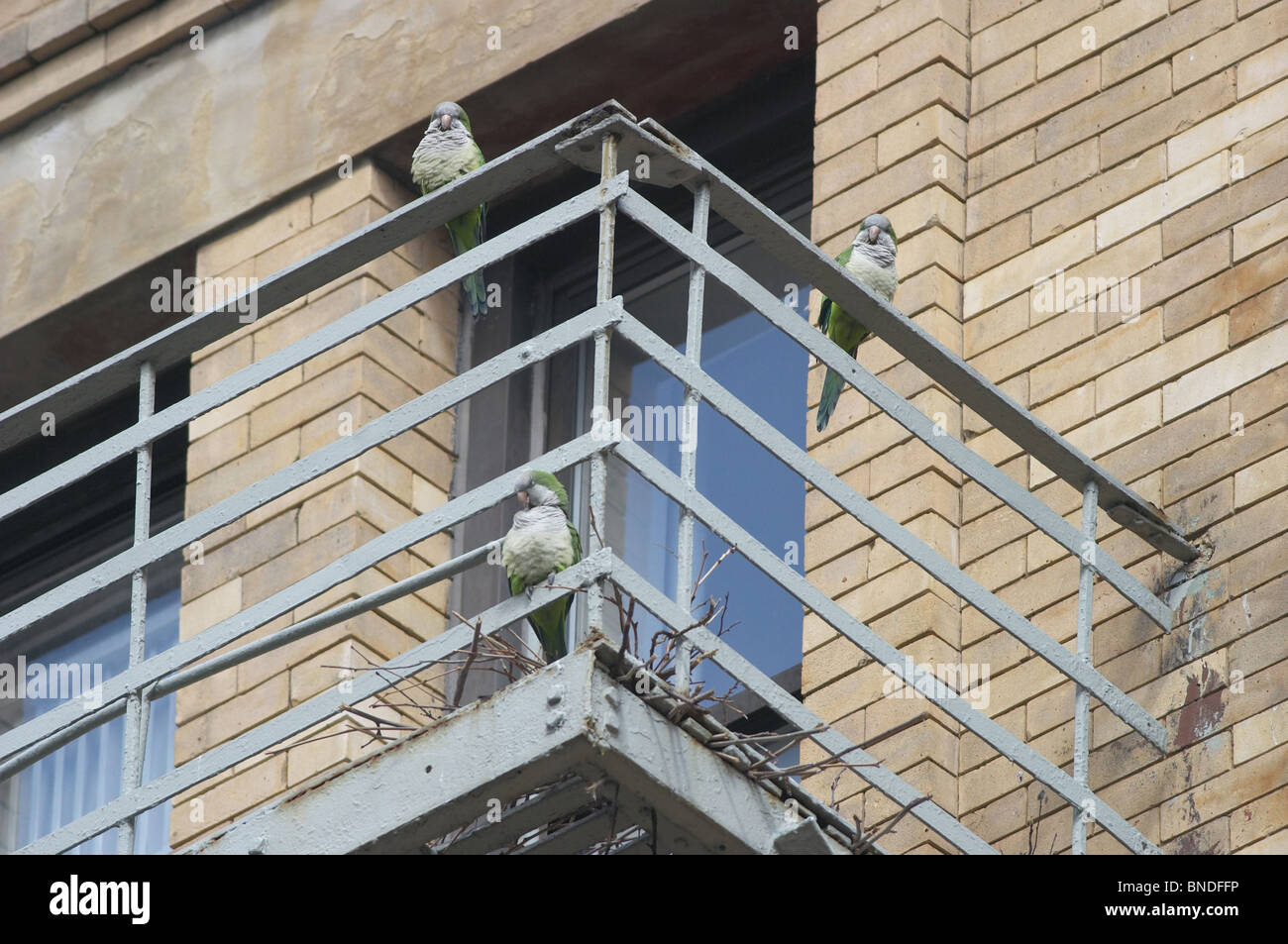 Monaco parrocchetti arroccato su di una via di fuga in caso di incendi vicino il loro nido. Foto Stock