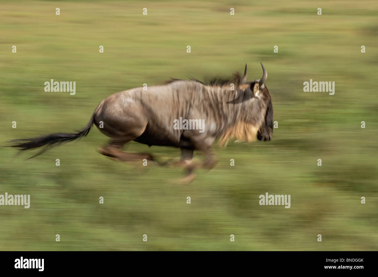 Gnu migrazione, ecosistema Serengeti, Tanzania Foto Stock