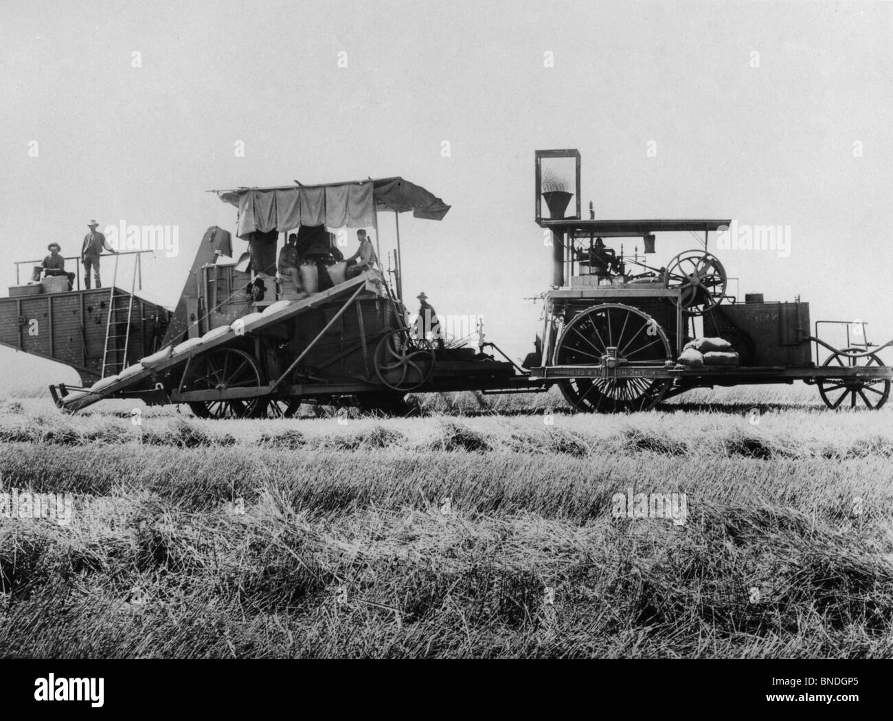 Il vapore trattore tirando una mietitrebbia in un campo Foto Stock