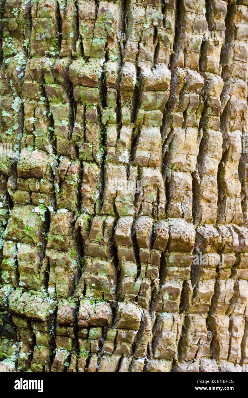 Dettaglio della corteccia su un Cabbage Tree Palm, Livistona australis, Australia Foto Stock