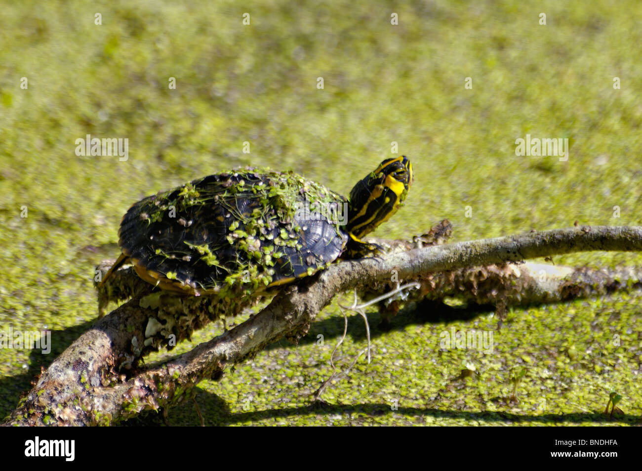 A becco giallo sole tartaruga sul log in palude Audubon giardino in Magnolia Plantation nella contea di Charleston, Carolina del Sud Foto Stock