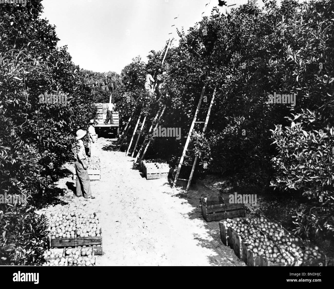 Gli agricoltori la raccolta di arance da un frutteto, Florida, Stati Uniti d'America Foto Stock