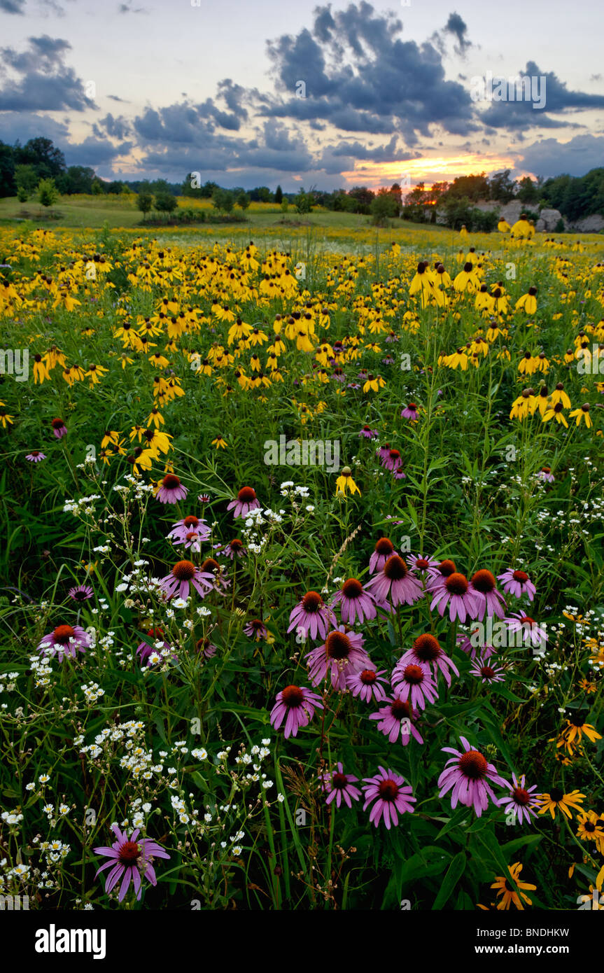 Prato di fiori selvaggi al tramonto in Floyd County, Indiana Foto Stock