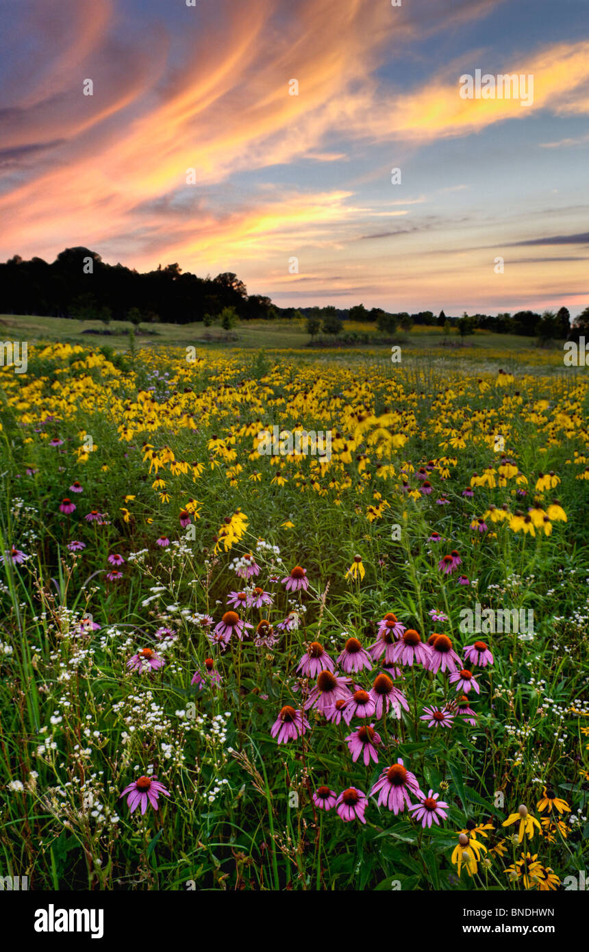 Prato di fiori selvaggi al tramonto in Floyd County, Indiana Foto Stock