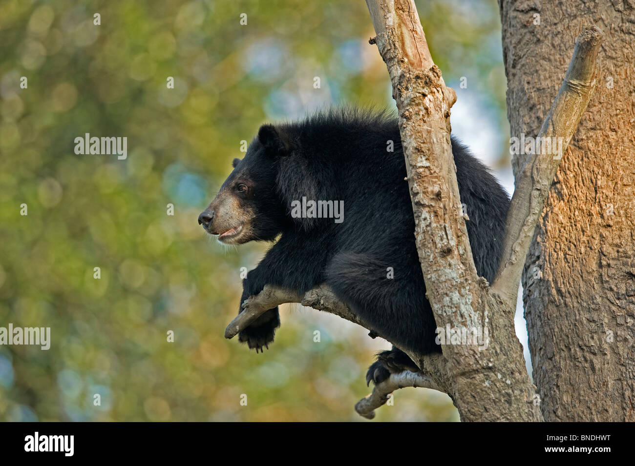 Captive nero Himalayano birra Ursus thibetanus Foto Stock