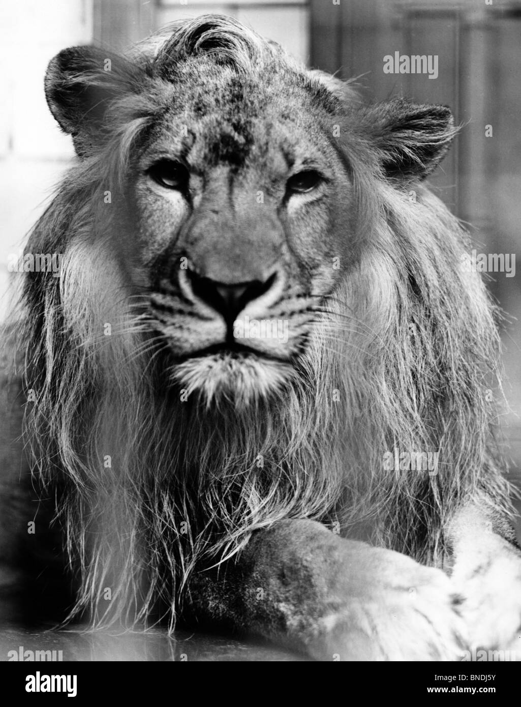 Lion Foto Stock