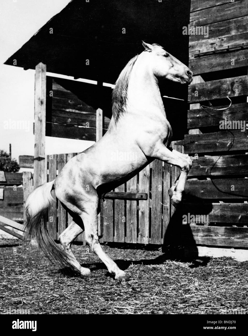 Allevamento di cavalli da gambe anteriori in aria Foto Stock