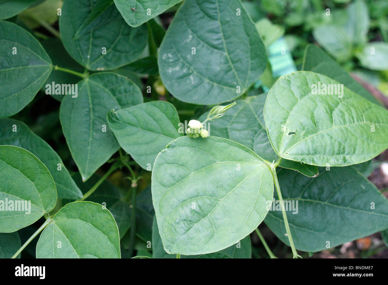 Fagiolo francese, vegetale Phaseolus coccineus, un fiore bianco forma, esso produce una grande abbondanza di cialde 20 - 30cm con gara e Foto Stock