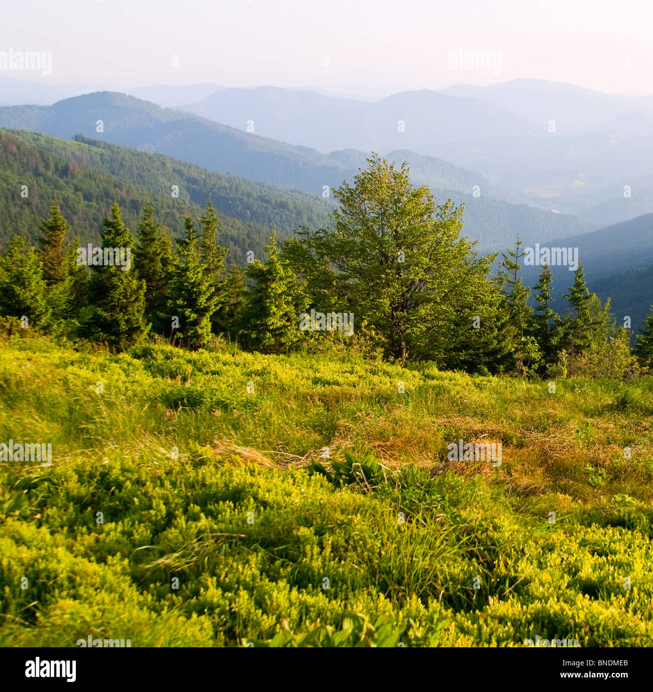 Layered Montagne Paesaggio con erba Foto Stock