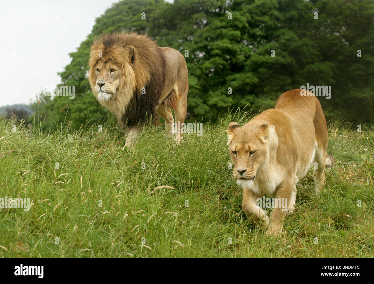 Maschio e femmina, Lion Panthera leo, Felidae Foto Stock