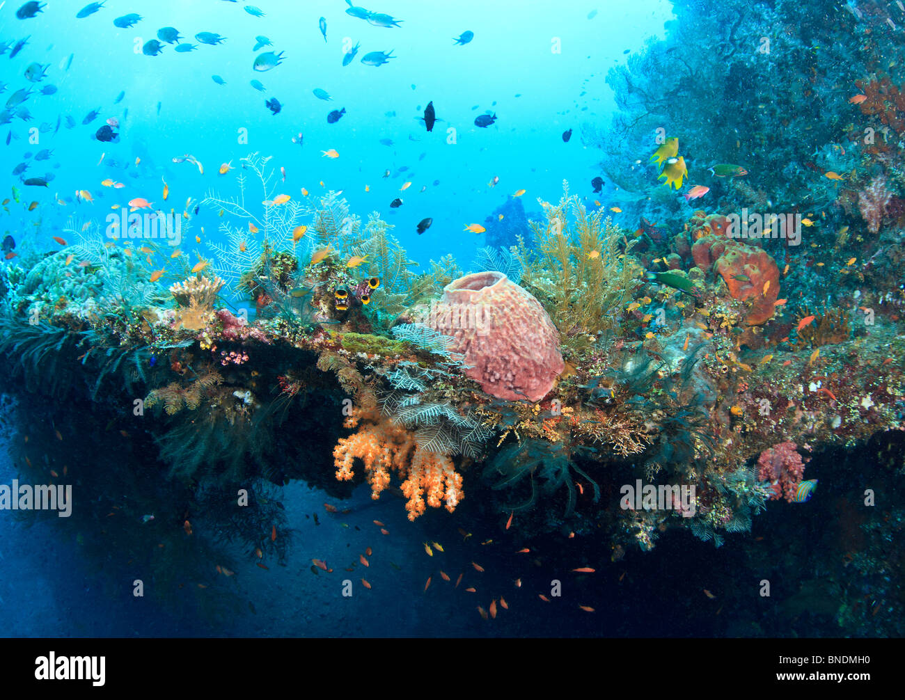 Coral reef sott'acqua in Bali Indonesia al relitto Liberty Foto Stock
