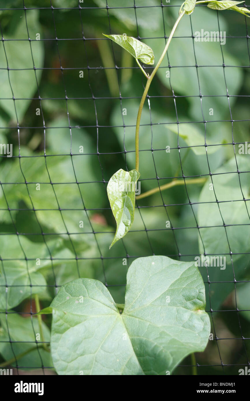 Centinodia, Calystegia sepium, Convolvulus sepium, Bearbind, Bellbine, Devil's Budella, Hedge-Bell, Inferno erbaccia, Withybind, arrampicata piante erbacee perenni, diffusione mediante metropolitana strisciante steli che piace si radunano vicino alle pareti di ritegno se presente, e talvolta da seme. È molto invasiva e soffocare la più delicata di piante ornamentali se consentito. Un estratto del sap agisce come un lassativo Foto Stock