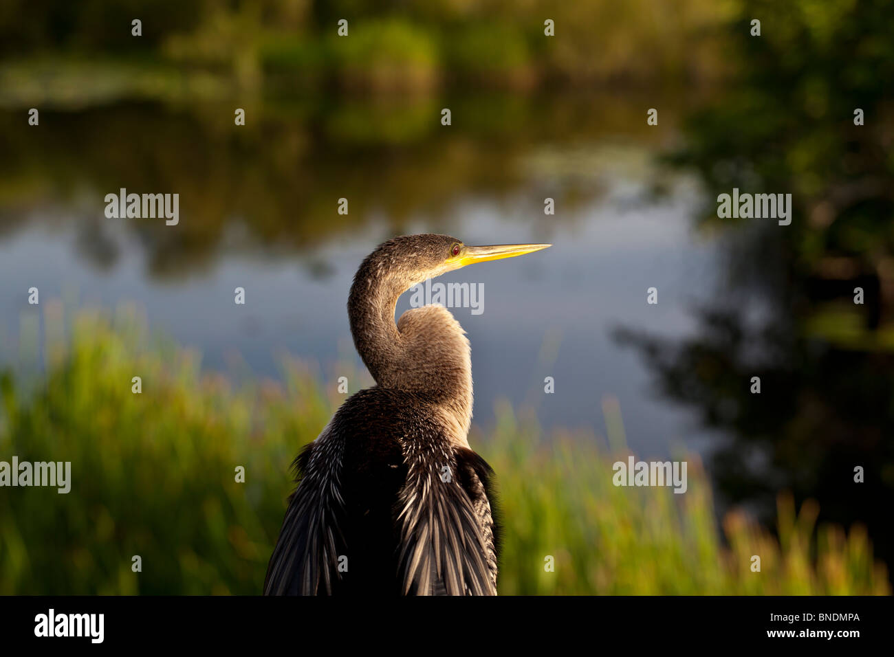 Anhinga bird in Everglades National Park al mattino presto Foto Stock