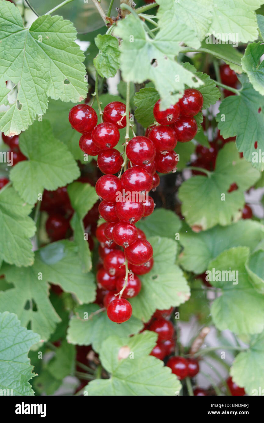 Ribes rosso impianto, Ribes rubrum, bacche e foglie cresciuto come un cordone, famiglia Grossulariaceae, è un arbusto di latifoglie normalmente crescente a 1-1,5 m di altezza, occasionalmente 2 m, con cinque lobi disposti lascia a spirale sul gli steli. I fiori sono poco appariscenti di colore giallo-verde, in penduli 4-8 cm racemi, maturare in rosso brillante traslucido bacche commestibili circa 8-12 mm di diametro, con 3-10 bacche su ogni racemo. È stato stabilito un bush possono produrre 3-4 chili di bacche da metà a fine estate. Foto Stock