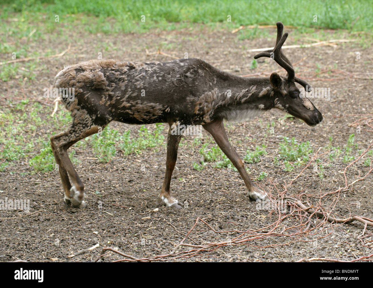 Renne o Caribou, Rangifer tarandus, Capreolinae, Cervidae. Emisfero Nord Artico E Subarctico. Foto Stock