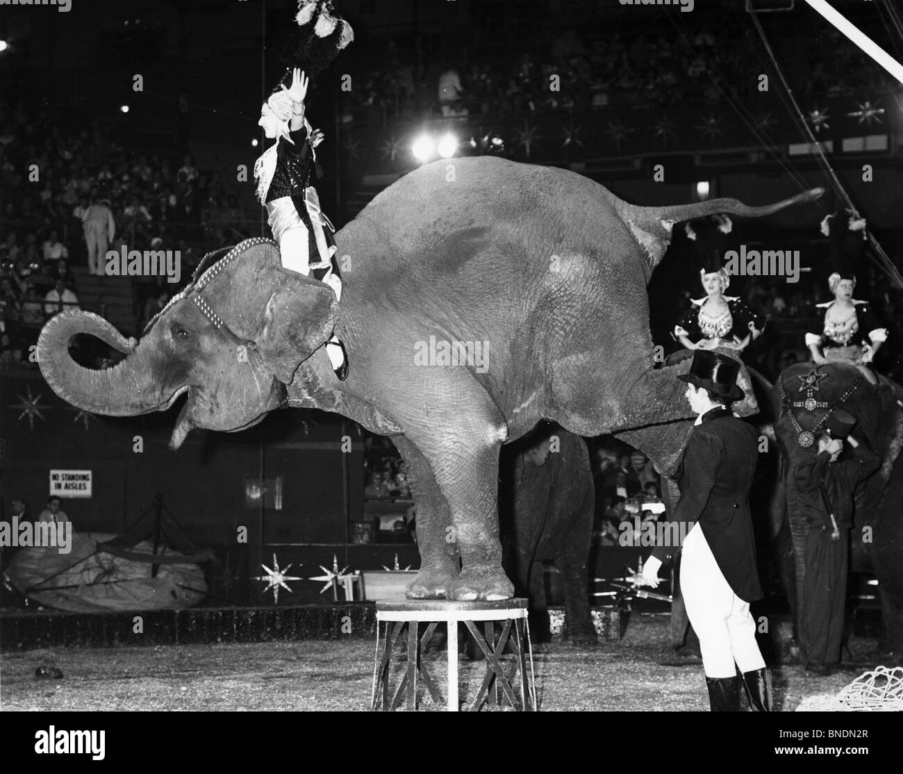 Gli elefanti di eseguire in un circo Foto Stock