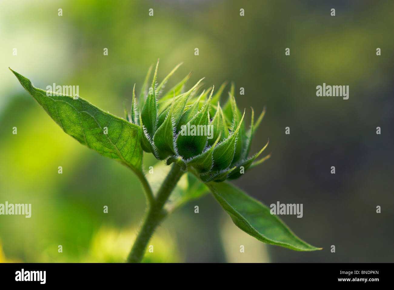 Un girasole bud. Foto Stock