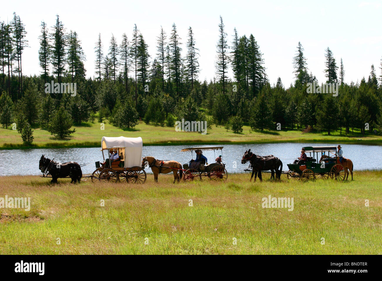 Carrelli a cavallo in un campo, Wallowa Mountains, Oregon, Stati Uniti d'America Foto Stock