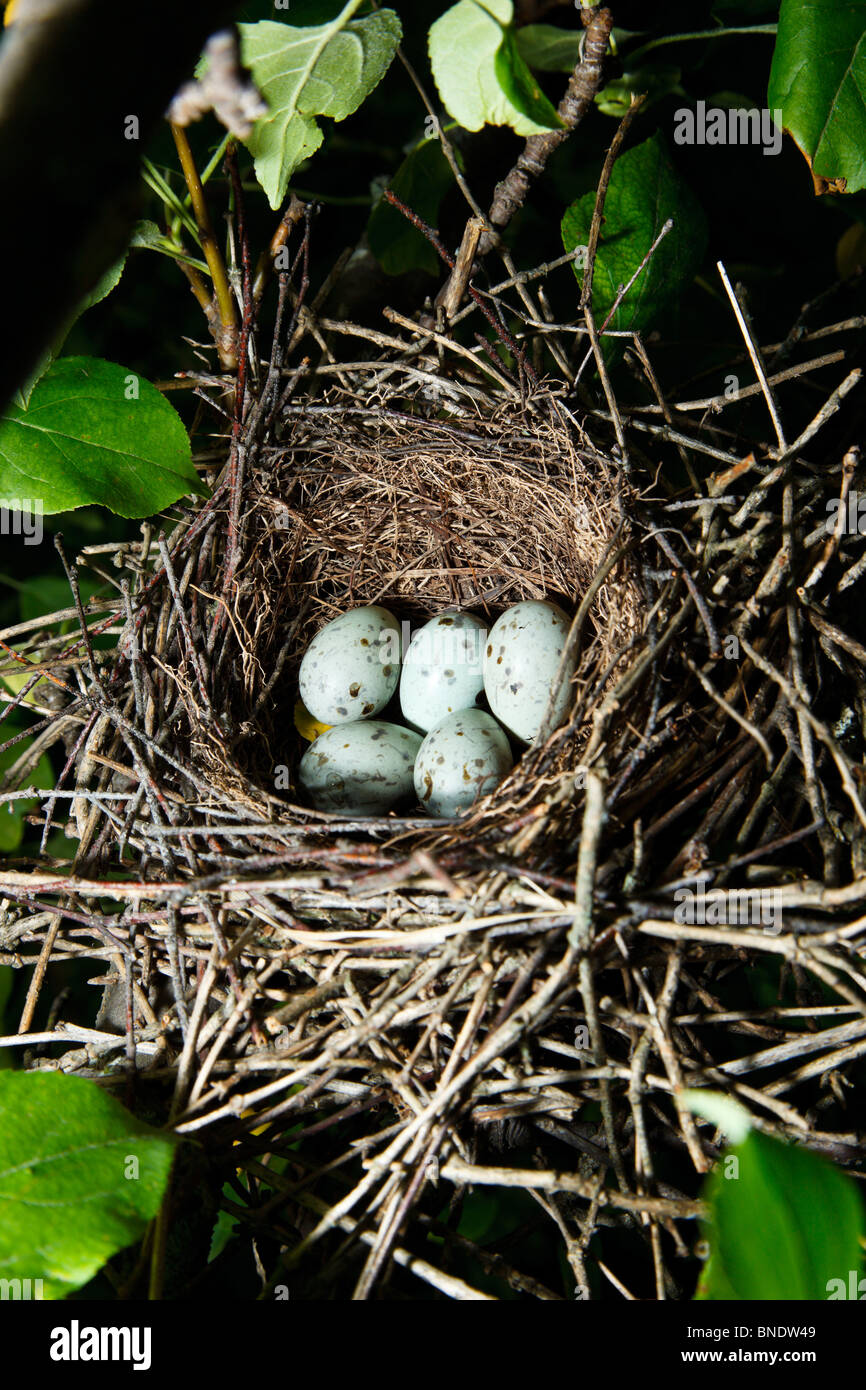 Il nido di un uccello con le uova in natura. Hawfinch, Coccothraustes coccothraustes. Foto Stock