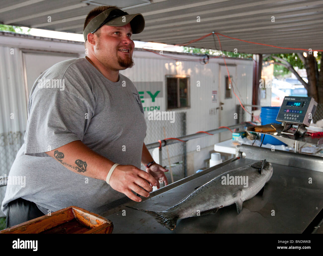 Jeff Zinuticz, un tecnico della pesca per il Wisconsin dipartimento di Risorse Naturali, pesa una trota di lago al salmone-a-Rama. Foto Stock