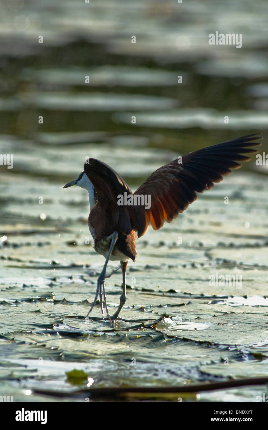 Jacana sbarcano su acqua lily pad Foto Stock