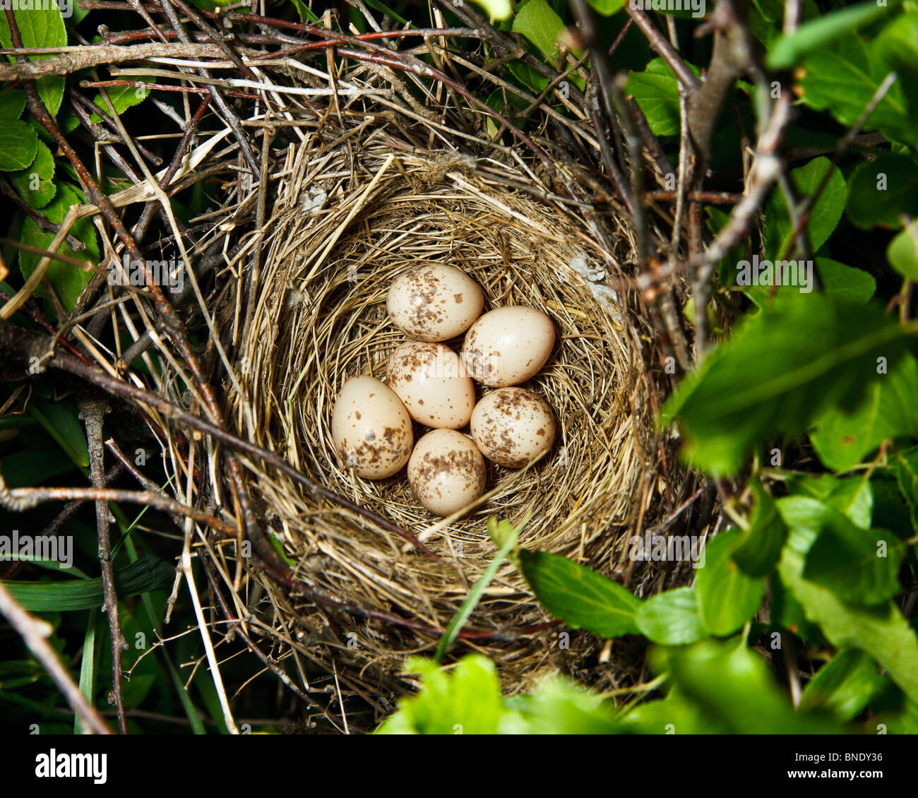 Il nido di un comune Shrike (Lanius collurio) con sei uova del prugnolo. Foto Stock