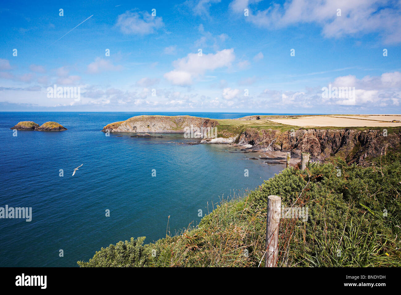 Vista da Pembrokeshire sentiero costiero, tra St Davids e Solva,West Wales Foto Stock