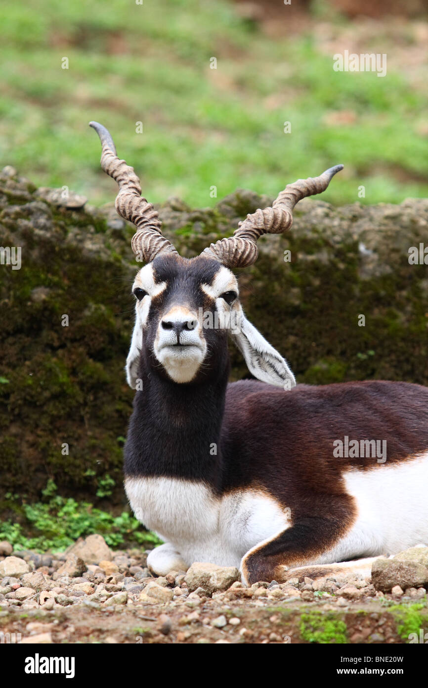 Blackbuck Antelope Foto Stock