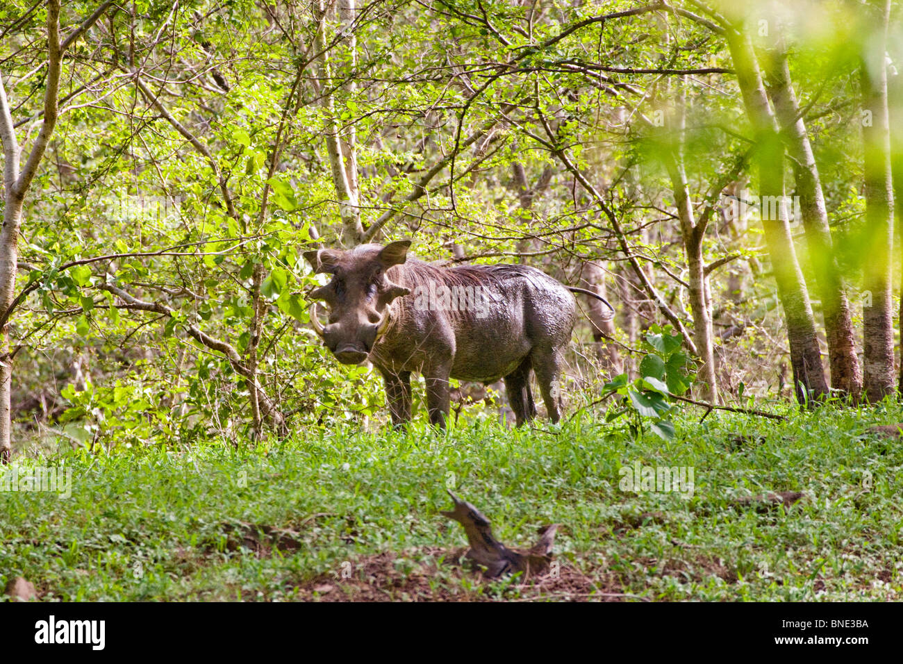 Warthog comune, Phacochoerus africanus, in Mole National Park, Ghana. Foto Stock