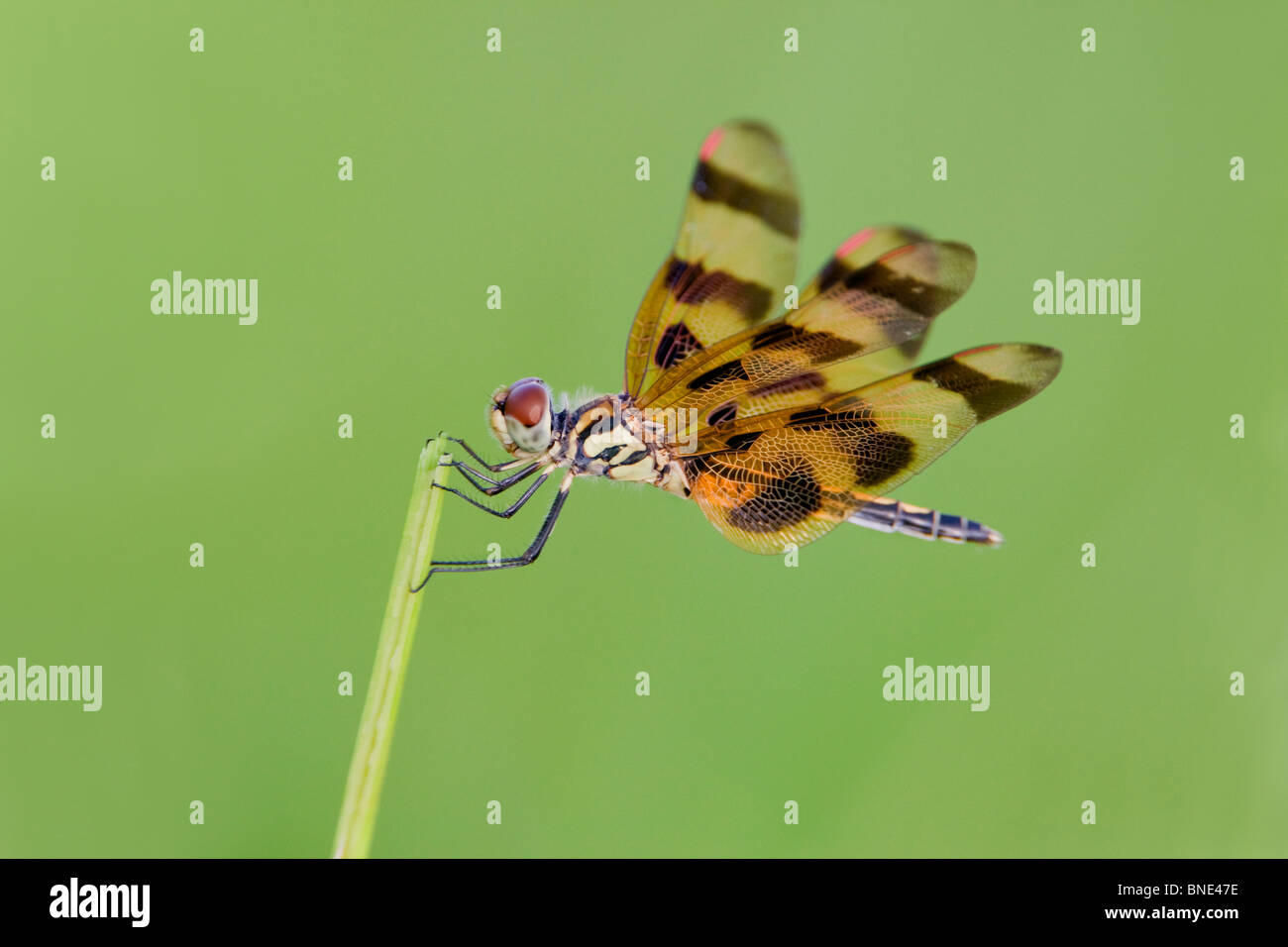 Halloween Pennant (Celithemis eponina) appollaiate su uno stelo Foto Stock