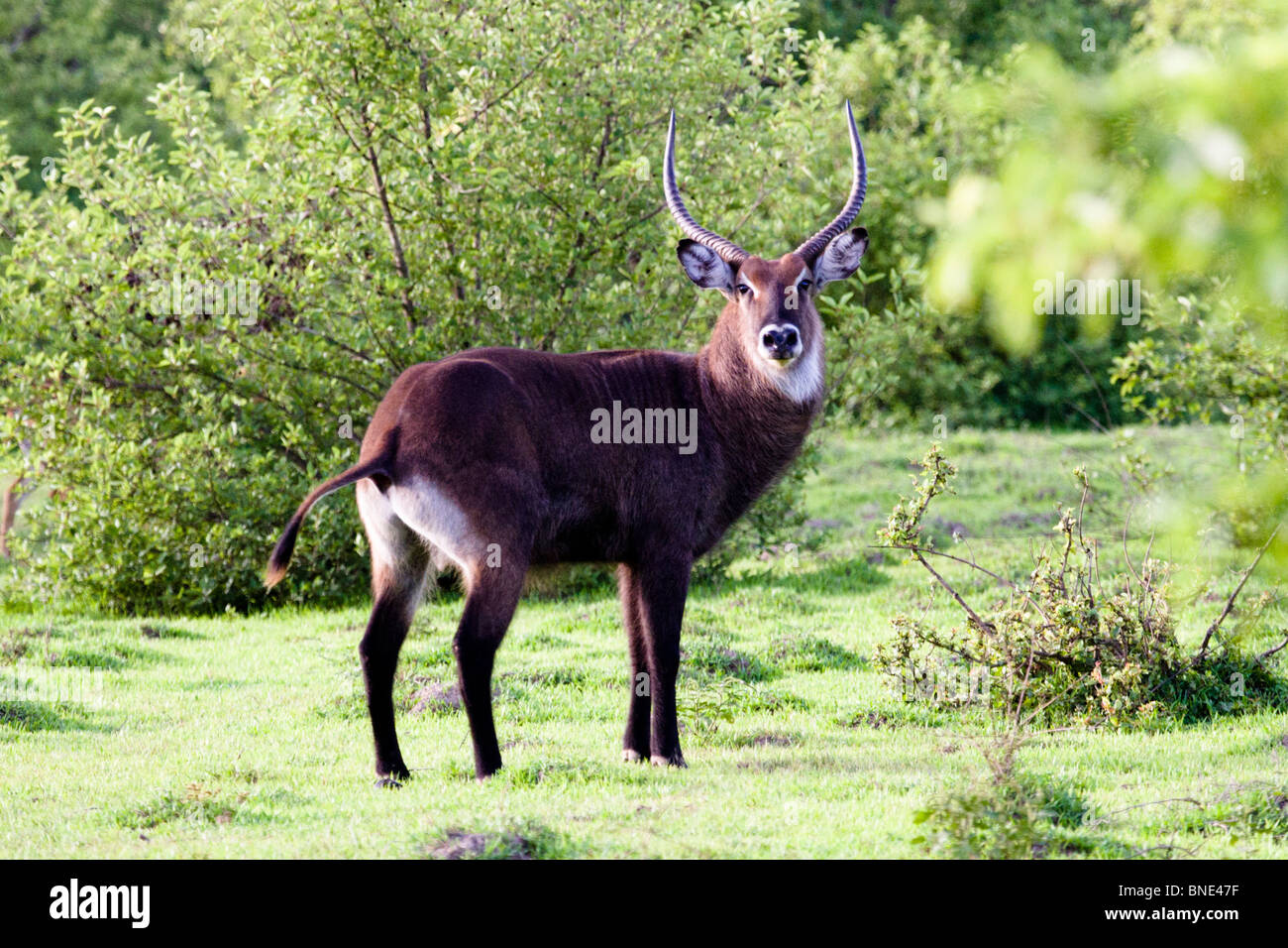 Waterbuck maschio, Kobus ellipsiprymnus, in Mole National Park, Ghana. Foto Stock