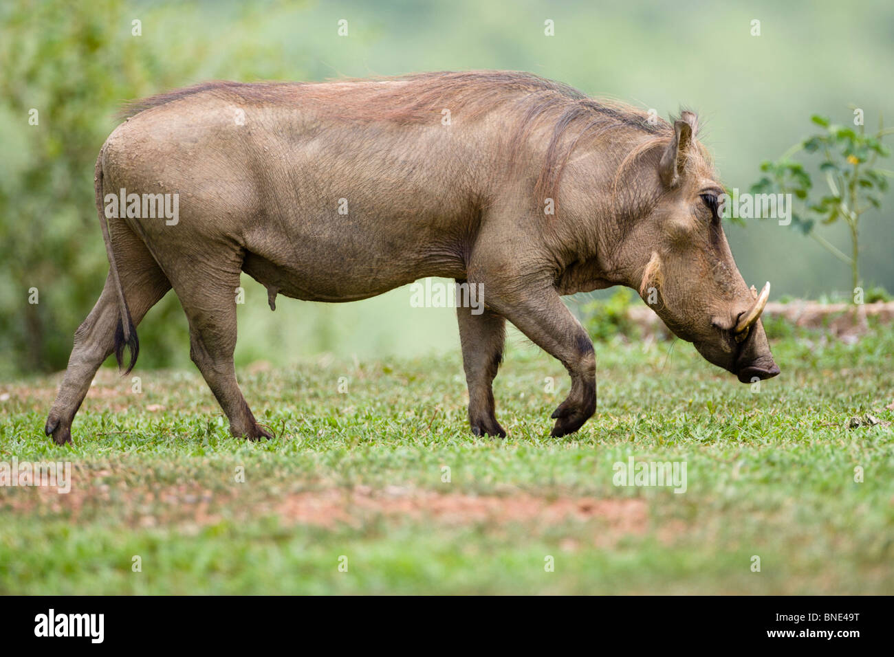 Warthog comune, Phacochoerus africanus, in Mole National Park, Ghana. Foto Stock