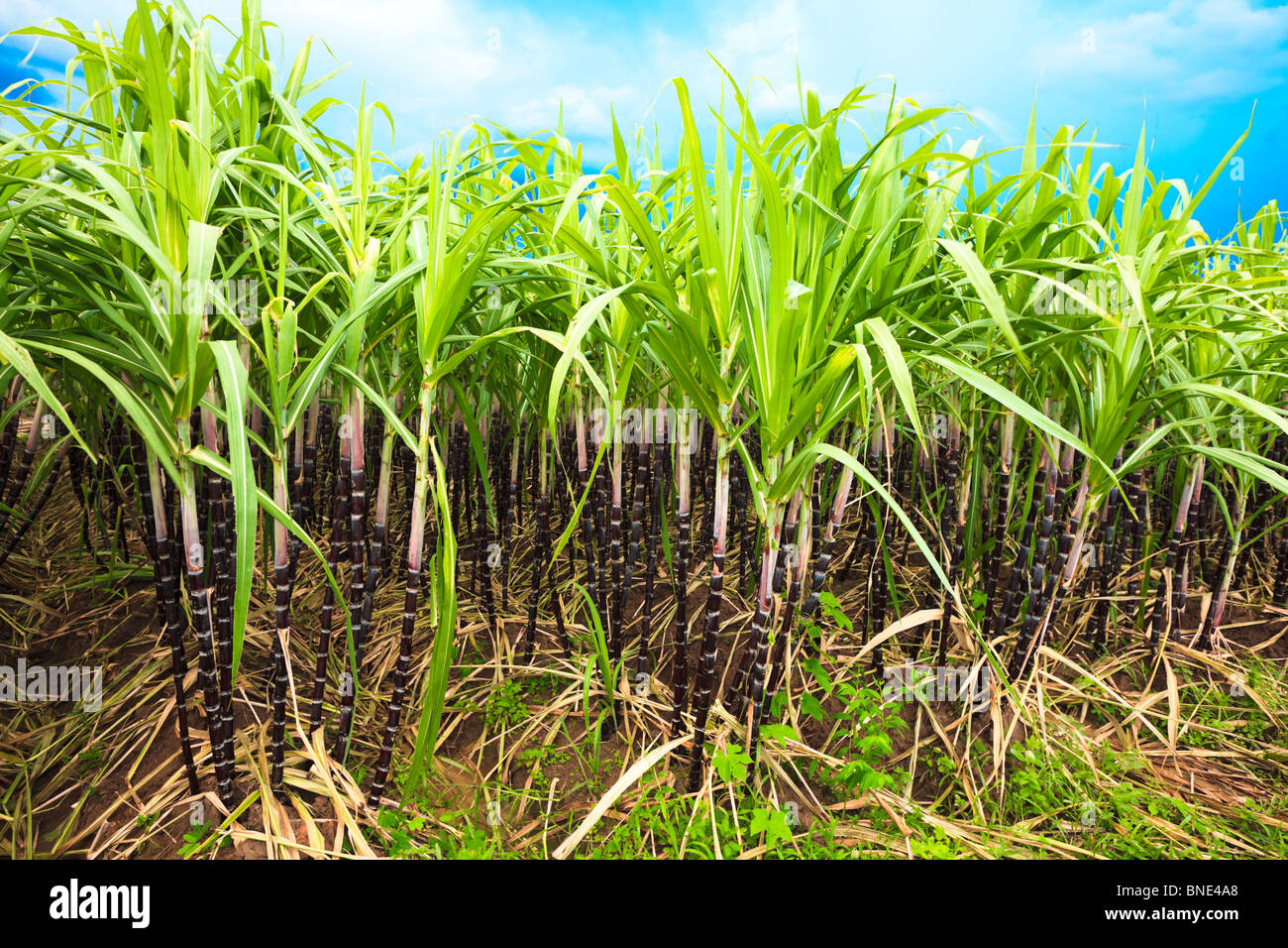 La canna da zucchero piantagione. Khanh Hoa provincia. Il Vietnam Foto Stock