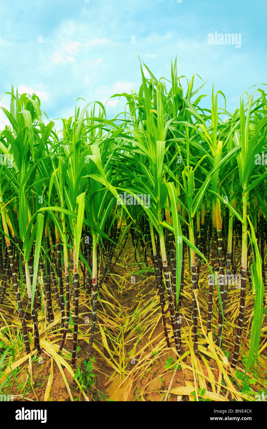 La piantagione di canna da zucchero. Khanh Hoa Provincia del Vietnam Foto Stock