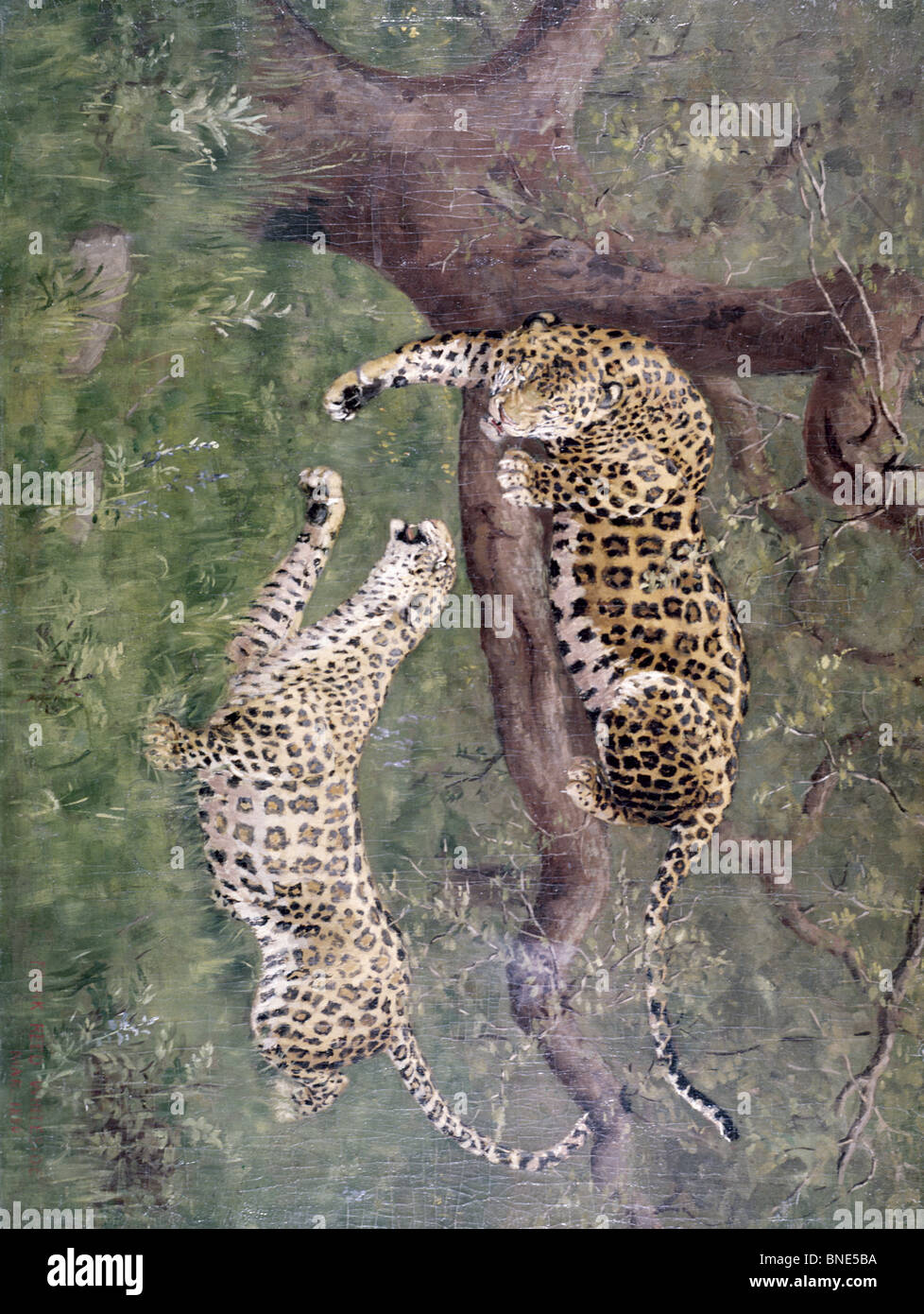 Leopardi da Frank Reed Whiteside, olio su tela, (1866-1929), USA, Pennsylvania, Philadelphia, David Gallery Foto Stock