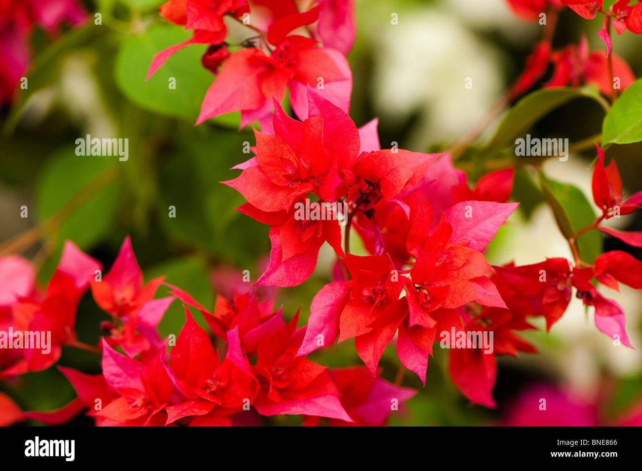 Il Bougainvillea 'WAC Campbell' in fiore Foto Stock