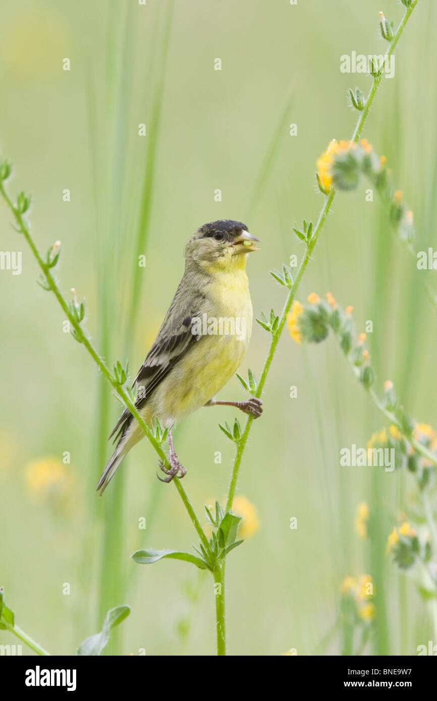 Minor Goldfinch si appollaia in fiori selvatici - verticale Foto Stock