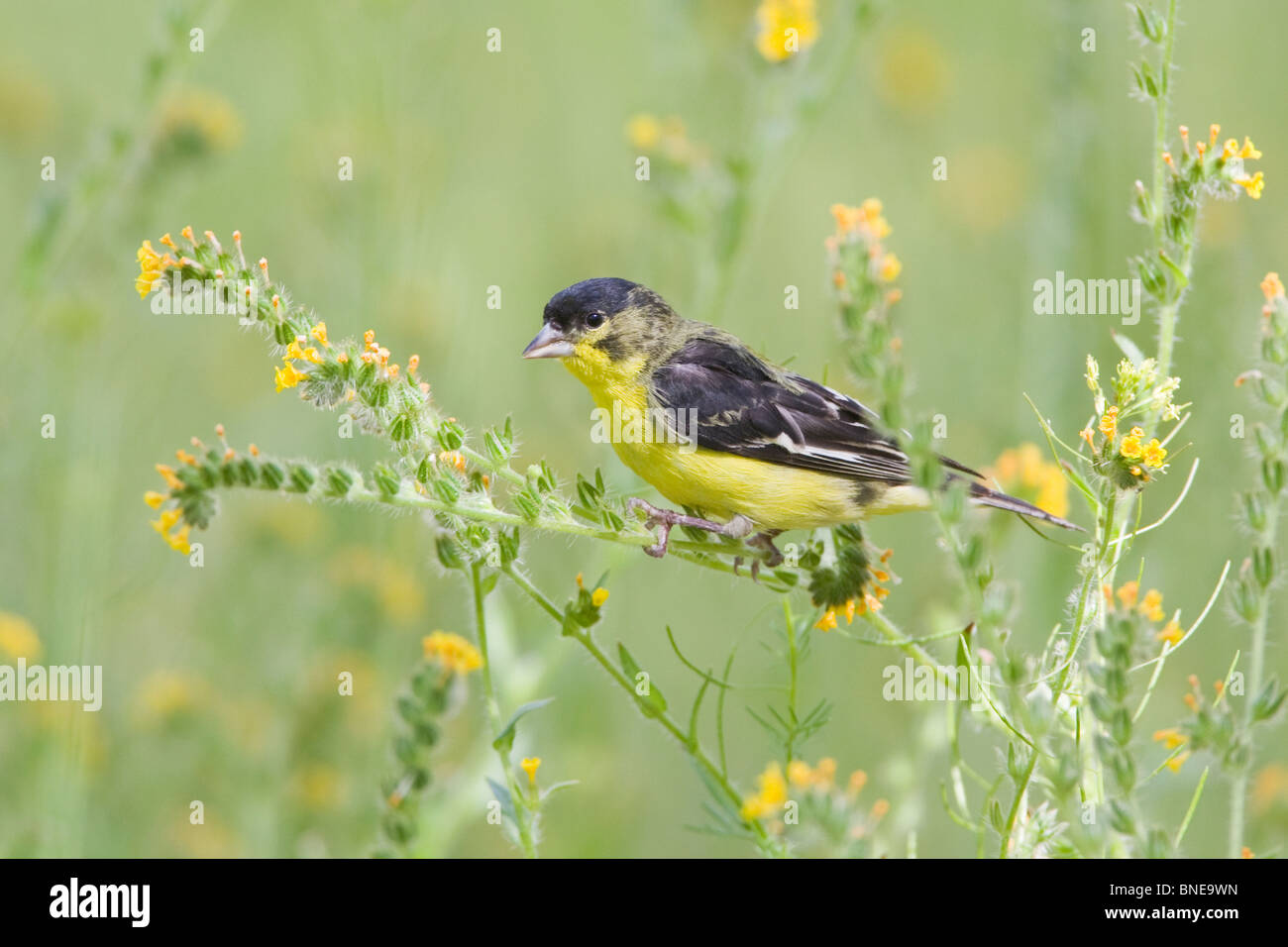 Minor Goldfinch si appollaia in fiori selvatici Foto Stock