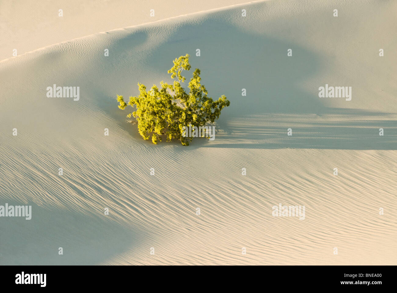 Impianto in un deserto, tubo da stufa di pozzi, Parco Nazionale della Valle della Morte, CALIFORNIA, STATI UNITI D'AMERICA Foto Stock