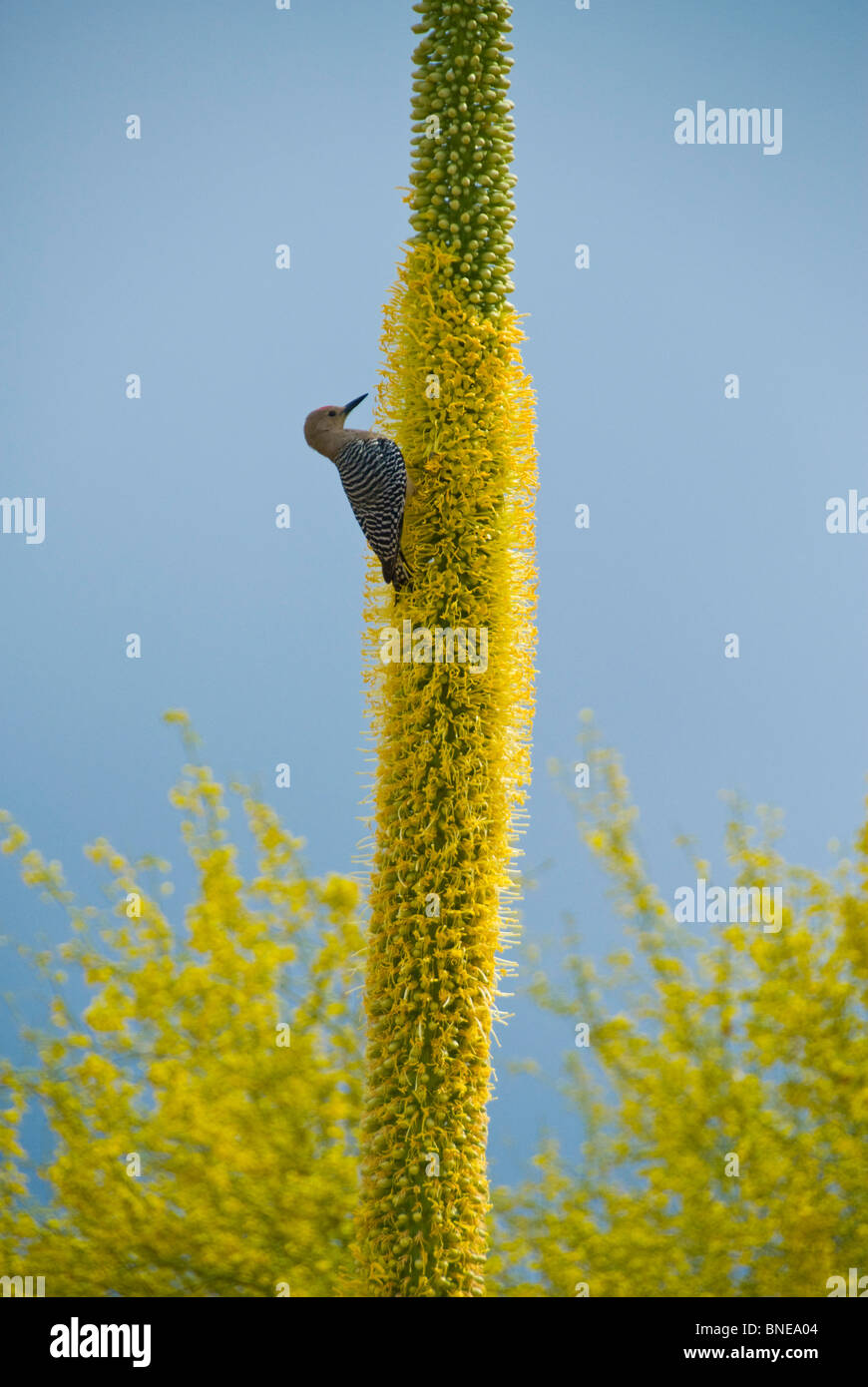 Maschio picchio Gila (Melanerpes uropygialis) su un cactus, Deserto Sonoran, Tucson, Arizona, Stati Uniti d'America Foto Stock