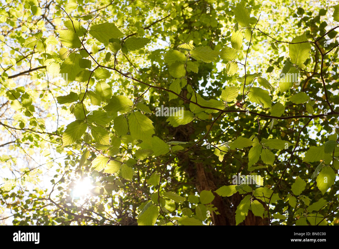 Guardando verso l'alto il sole attraverso le foglie di un albero di faggio Foto Stock