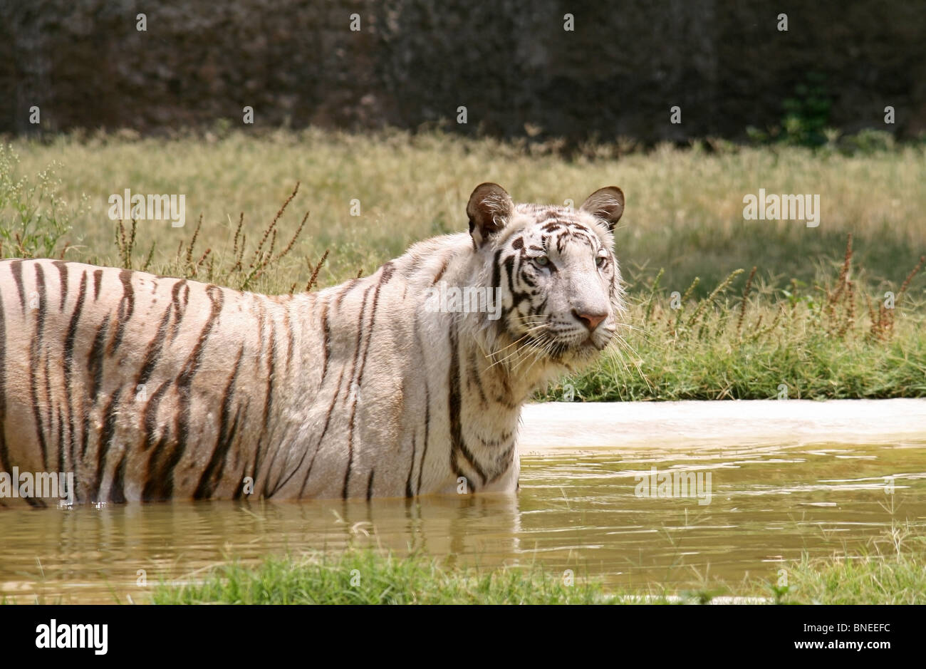 La Tigre Bianca in piedi in un foro di acqua in Zoo Chattbir, chandigarh, India Foto Stock