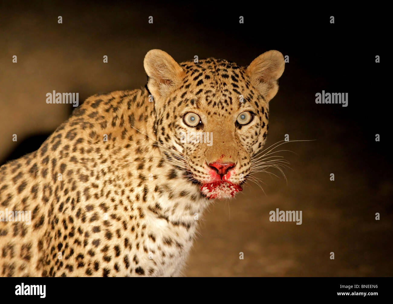 Un Leopard con sangue cosparse la faccia di mangiare la sua preda nei pressi di un remoto villaggio in Rajasthan, India Foto Stock