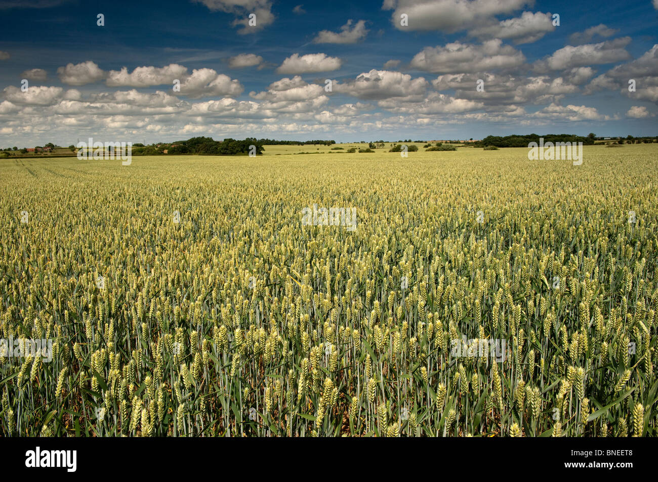 Il raccolto di grano in maturazione summer sun. North Yorkshire Foto Stock